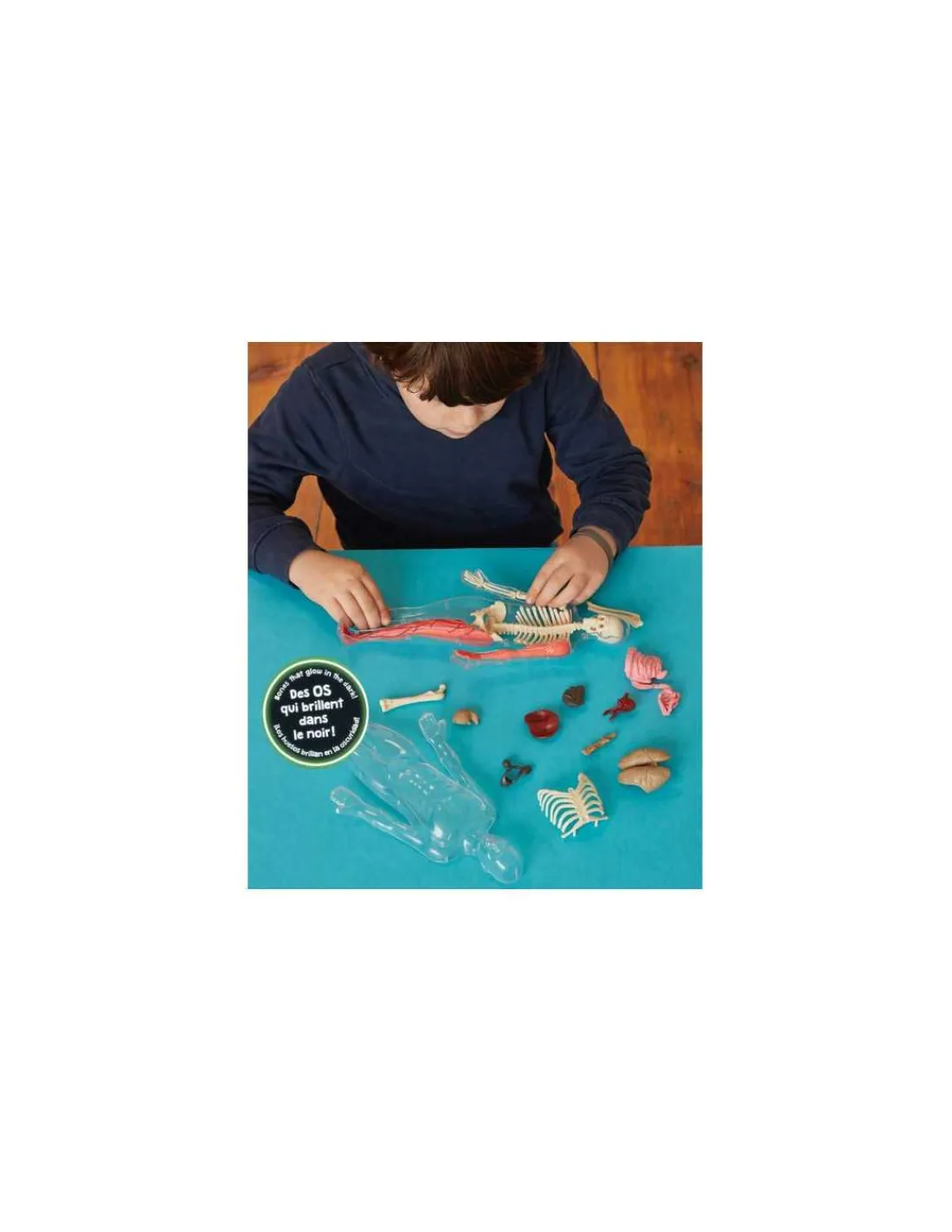 Auzou Je découvre le corps humain -