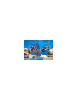 Enfant Neo Ludis Jeu Écosystème Océan