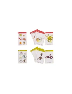 Enfant Moulin Roty Jeu de 7 familles des espèces Tout autour du monde -